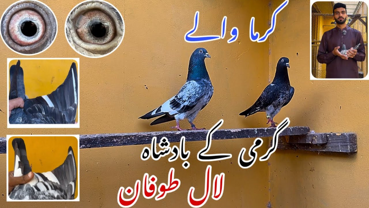 لال طوفان ||کرما والے||اُستاد امتیاز حسین چیئرمین صاحب والے لال طوفان 