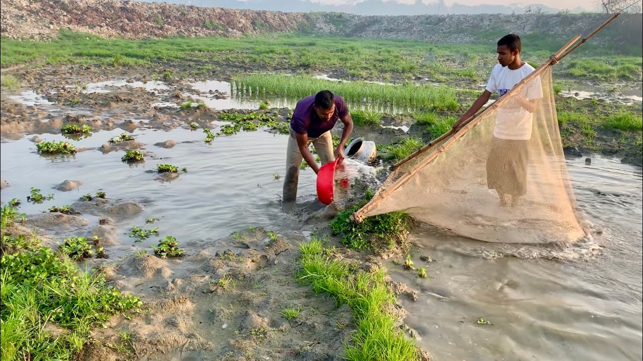 বিলে ড্রেজারের ডোবার জমা পানি সেচে অনেক দেশি মাছ ধরলাম। New best village fishing videos 2025 .