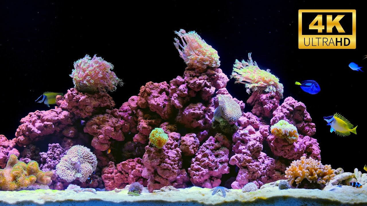 Coral Reef Aquarium 4K | 2 Hours of Calming Water Sounds for Sleep & Relaxation