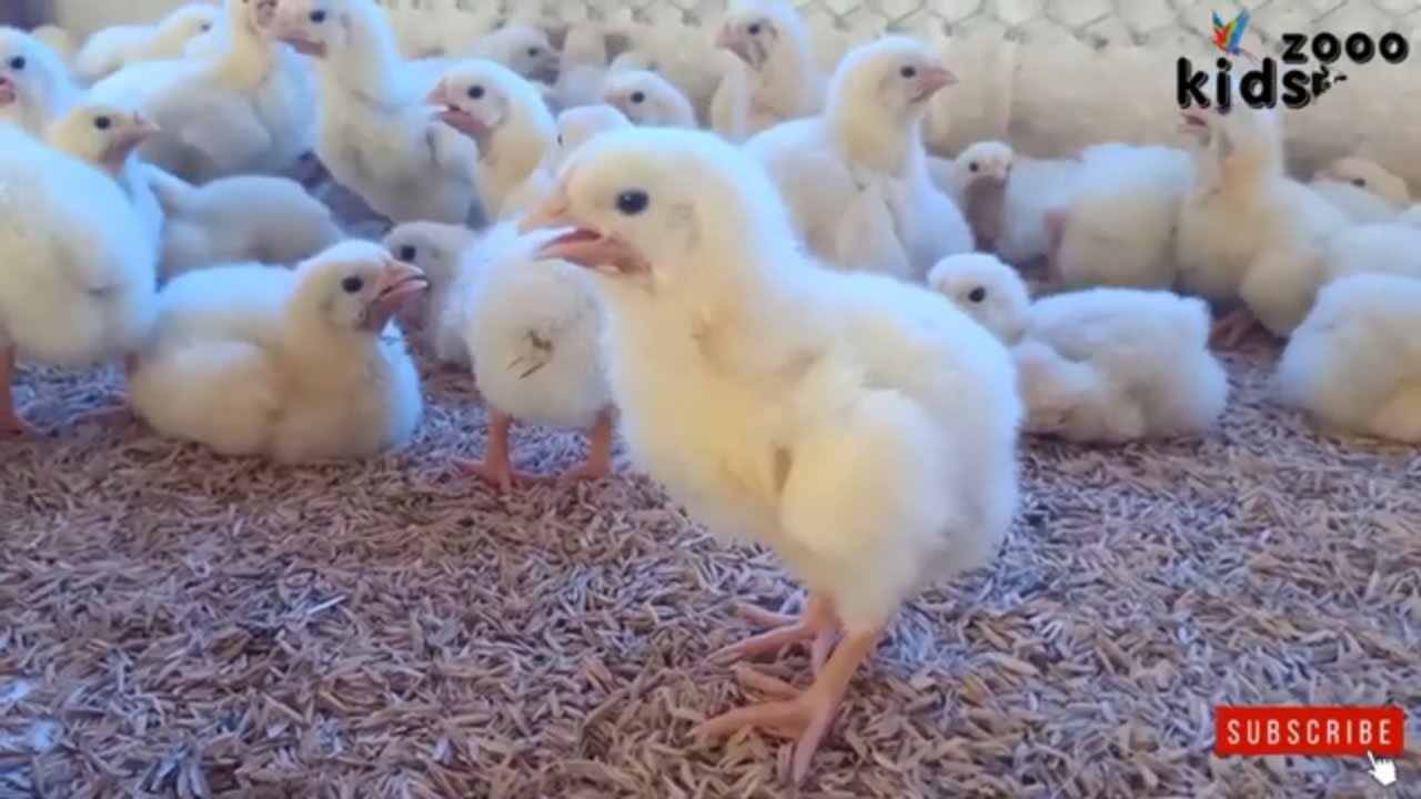 Baby Chicks Playing | Baby chicks chirping video | Kids Zooo