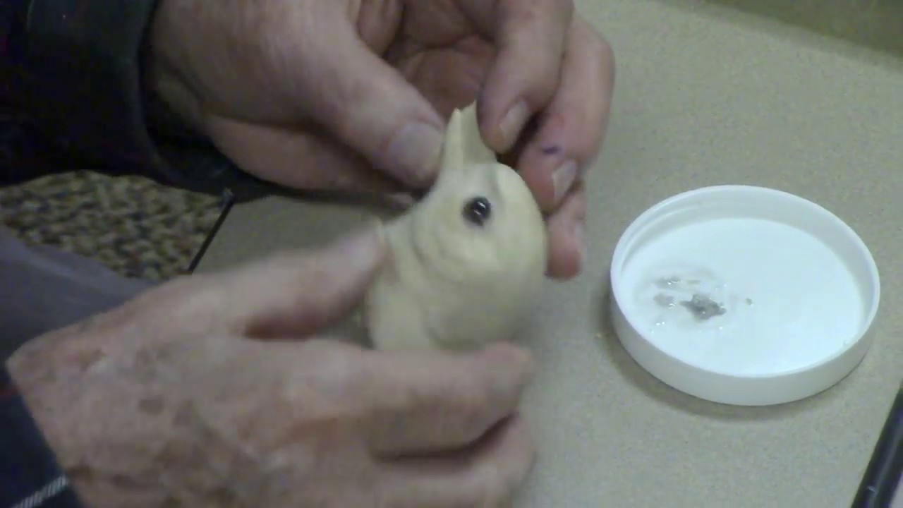Ed Senninger demonstrates his technique for inserting eyes in bird carvings.   Feb. 7, 2017