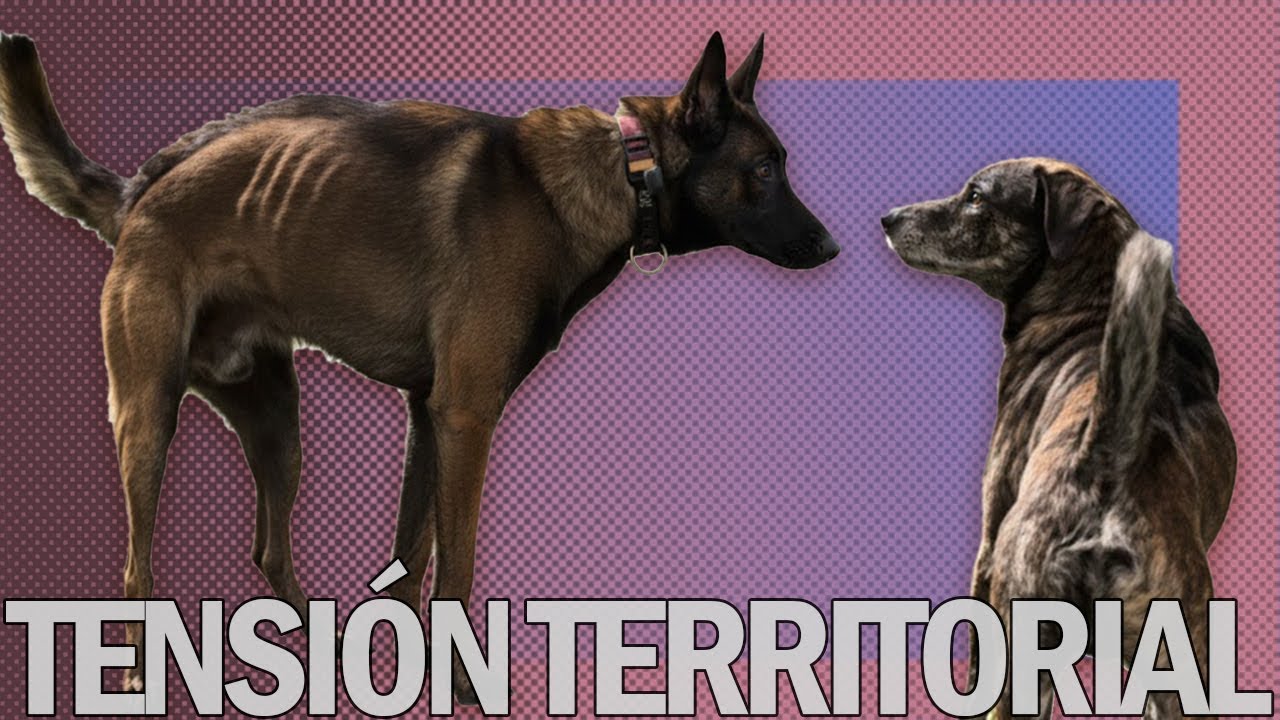 Tensión territorial - Etología canina