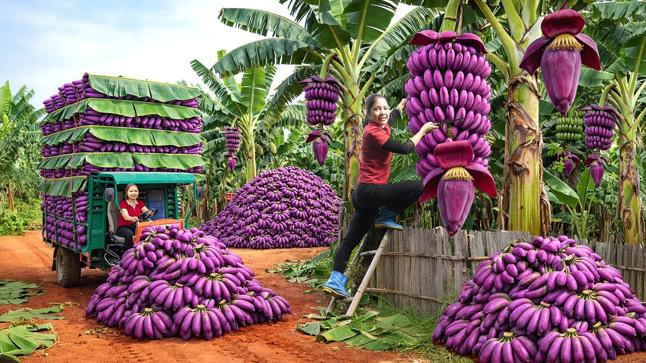 Harvesting Rare Purple Banana In Jungle & FAST-PACE Sale In Minutes | Making Banana Cakes