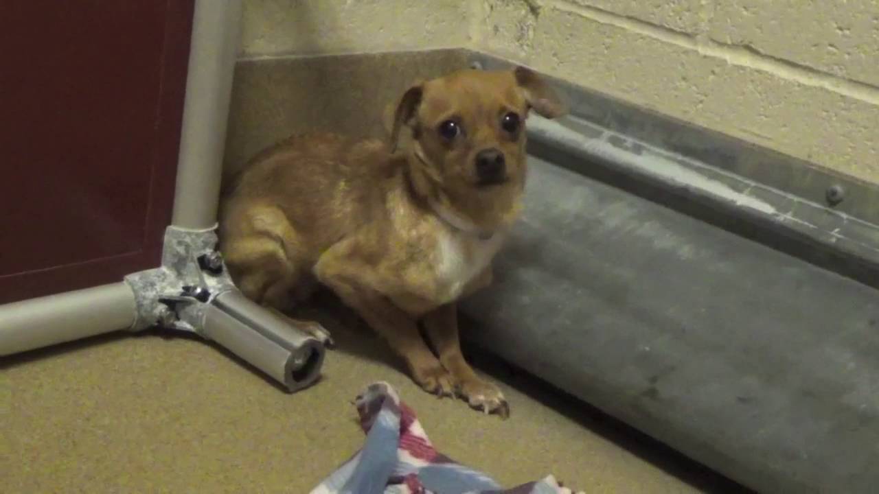 Please Help Save Thelma and Louise! Two Scared Young Shelter Dogs!
