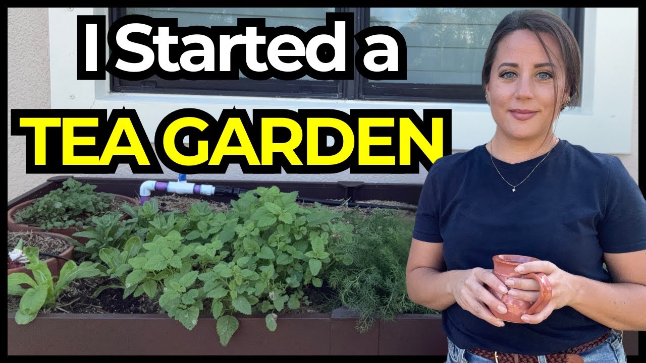 The Beginning of My Tea Garden 🌿 A New Gardening Obsession