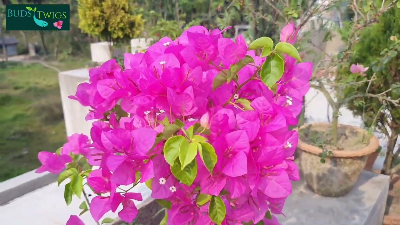 10 Huge Bloomer Bougainvellia