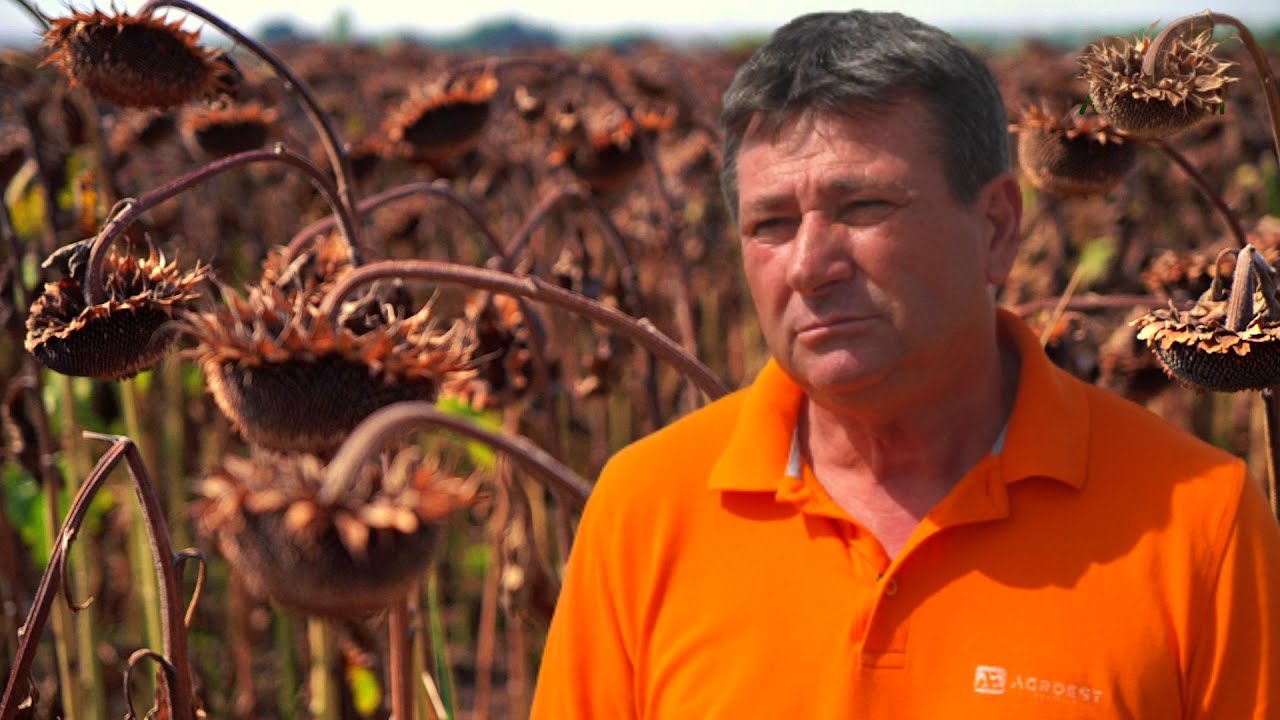 Care a fost schema tehnologică Agro-Est Muntenia la cultura de floarea-soarelui de la Agroshow 2022
