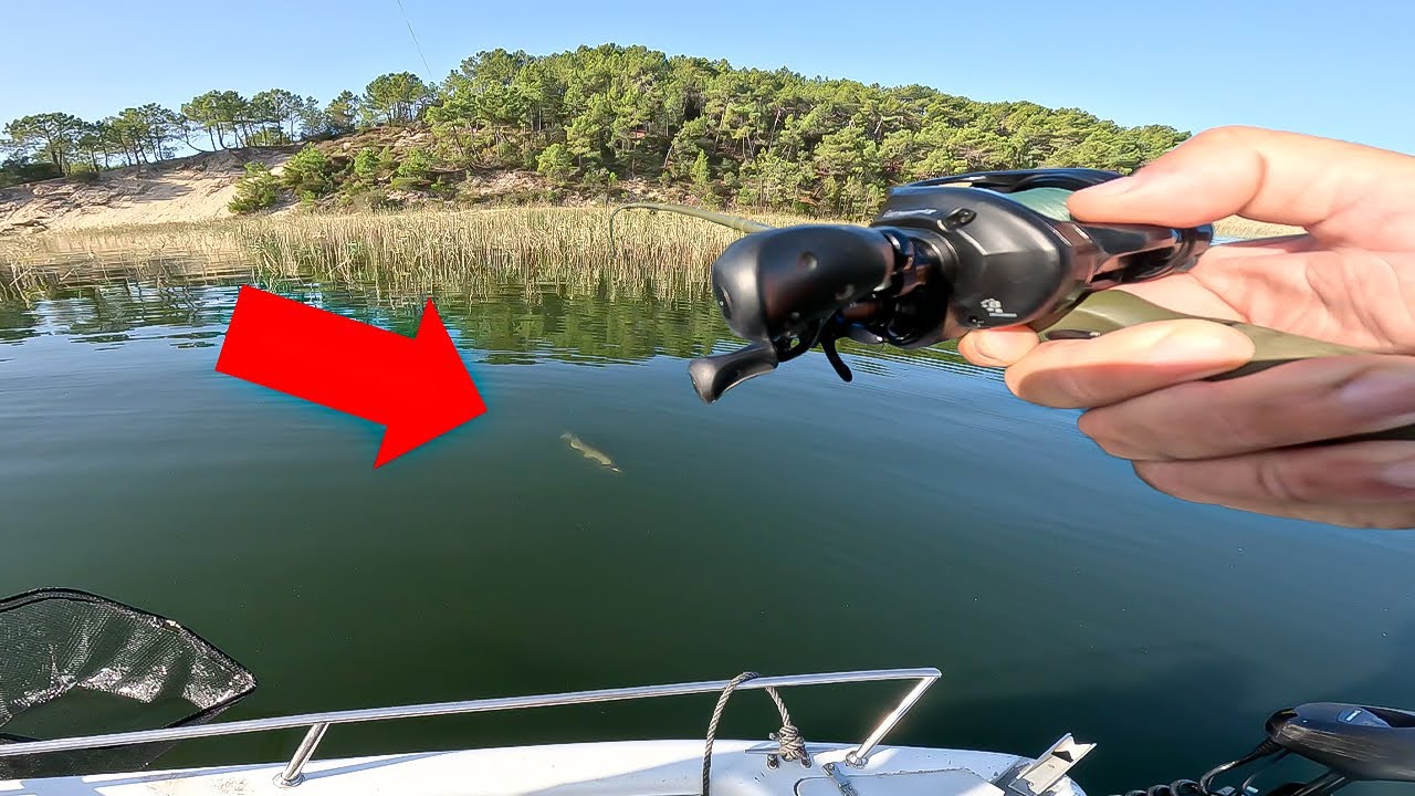 Des BROCHETS ENORMES rôdent près de ces roseaux dans ce LAC immense aux eaux  TRANSLUCIDES