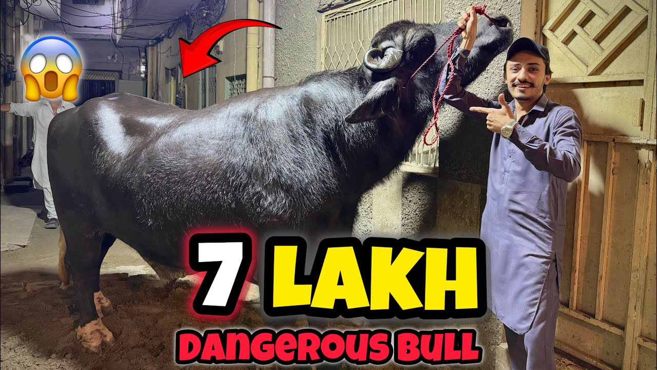 7 Lakh ka Dangerous Bull 😱| itny Zayada unth agyy 🐫😍