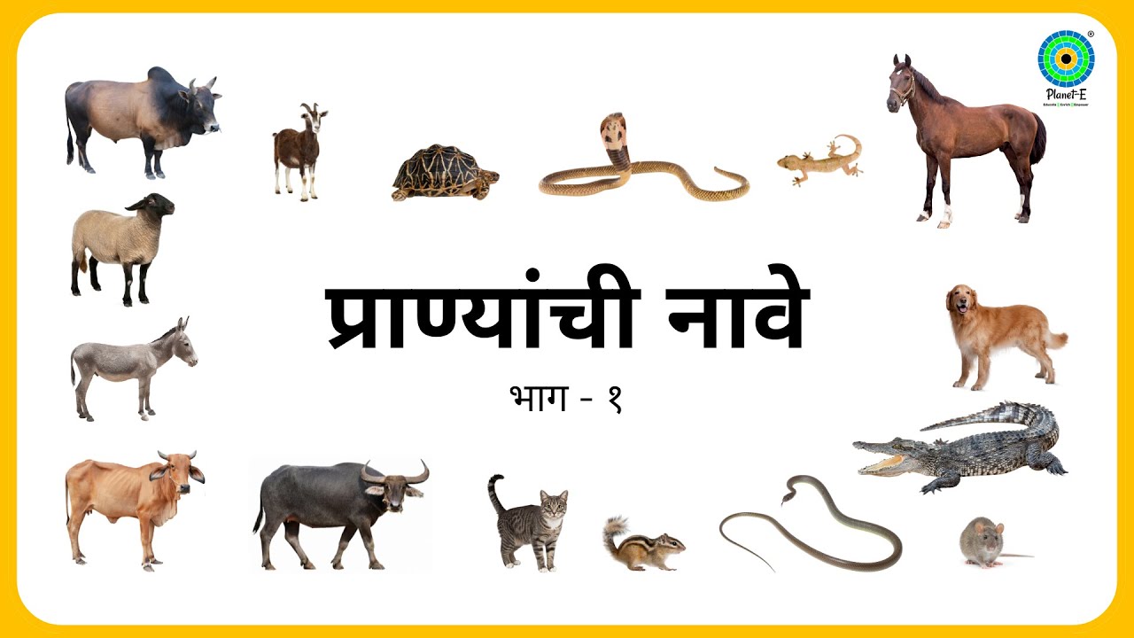 प्राण्यांची नावे - भाग - १ - Animals in English and Marathi #playgroup #flashcardsforkids #animals