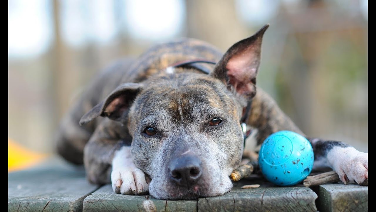 From Homelessness to Happiness : A Shelter Dog Finds Love