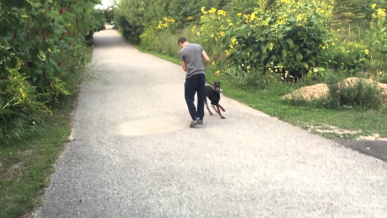 Super epic k9dojo training method