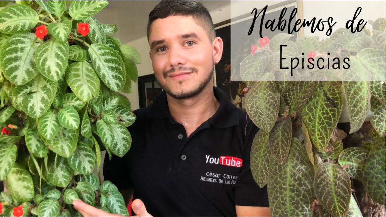 Cuidados Episcias 🌺🍀poda, trasplante, riego. Tienes que ver este video ❤️😇