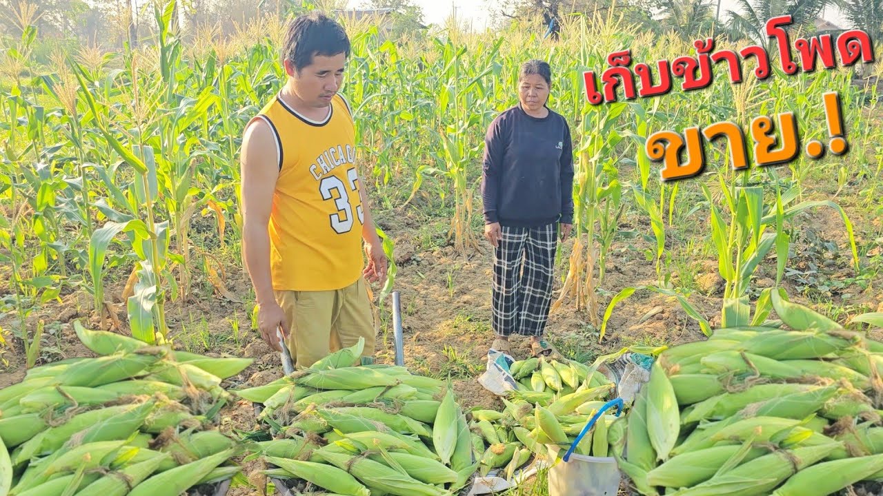 เก็บข้าวโพดขาย กับยายบุญ.