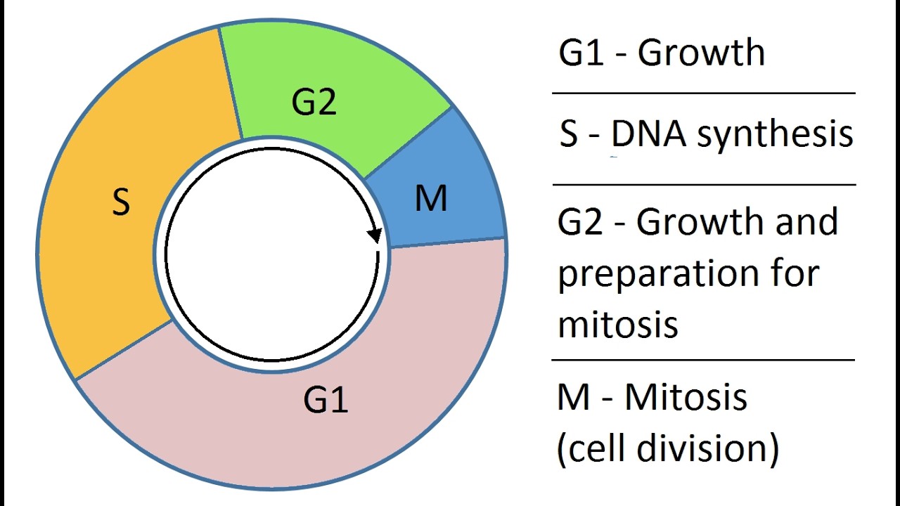 Assrrtion reason series Cell Cycle and Cell Division 