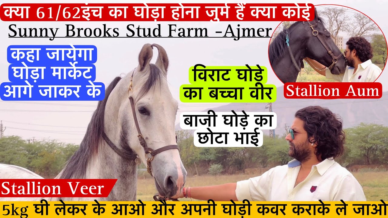 देखिए 2शानदार घोड़े वीर और ओम को क्या छोटा घोड़ा होना गुनाह हैं क्या ! (9820806777)