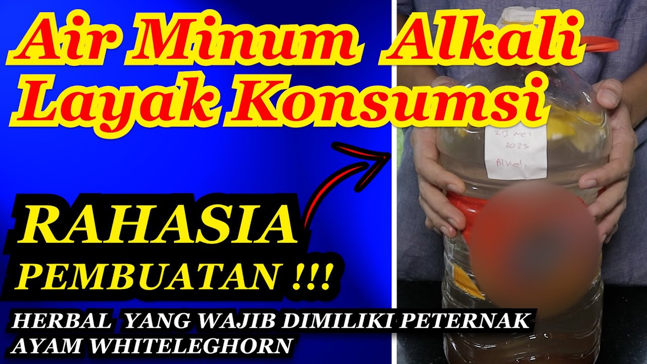 RAHASIA PEMBUATAN ALKALI YANG LAYAK KONSUMSI MANUSIA ‼️ HERBAL WAJIB PETERNAK AYAM WHITE LEGHORN 💯