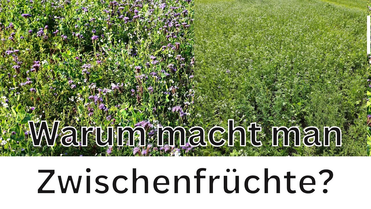 Warum macht man Zwischenfrüchte? Unsinnige Vorschrift oder Sinnvoll?