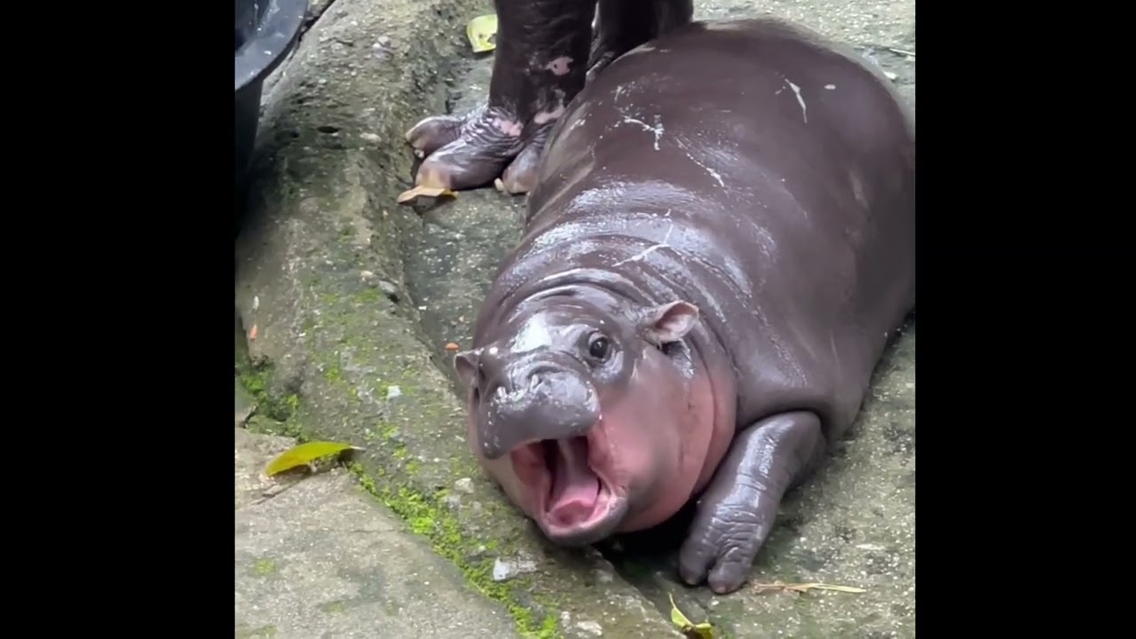 moodeng hippo