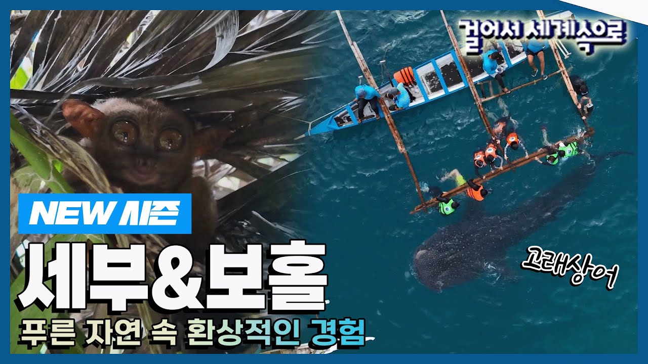 [✨NEW✨걸어서세계속으로📺] 고래상어와 함께 헤엄칠 수 있는 환상적인 경험 '세부&보홀' 여행 Trip to Philippines (KBS_20240217)