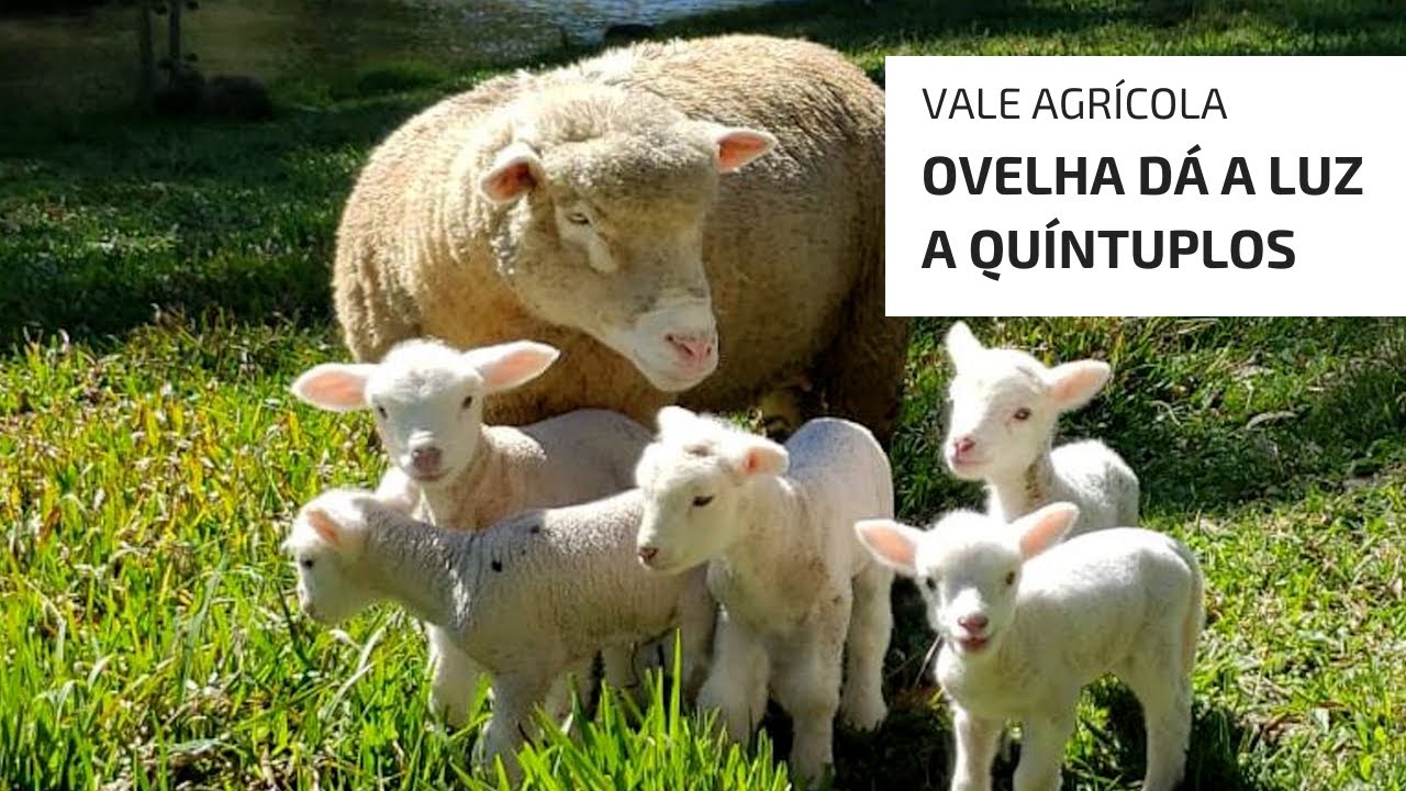 OVELHA DÁ A LUZ A QUÍNTUPLOS NO RS!