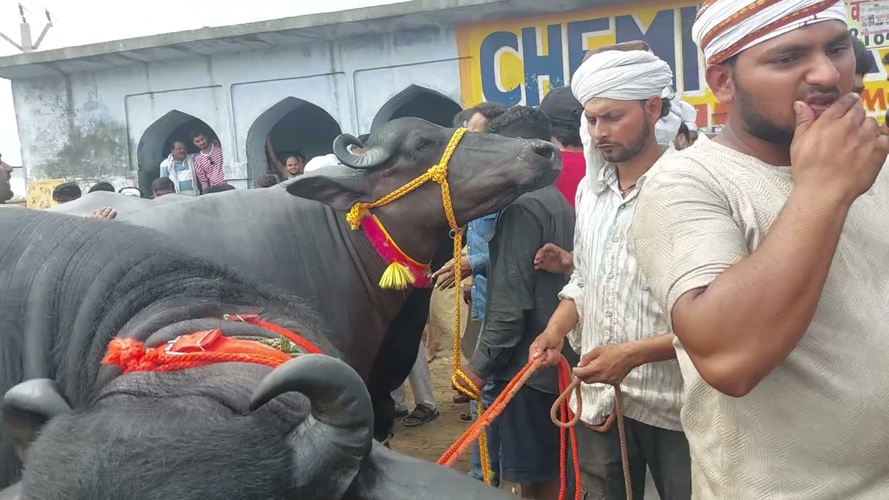 Madhiyai Pashu Mandi | 2025 ki kurbani  Bajar