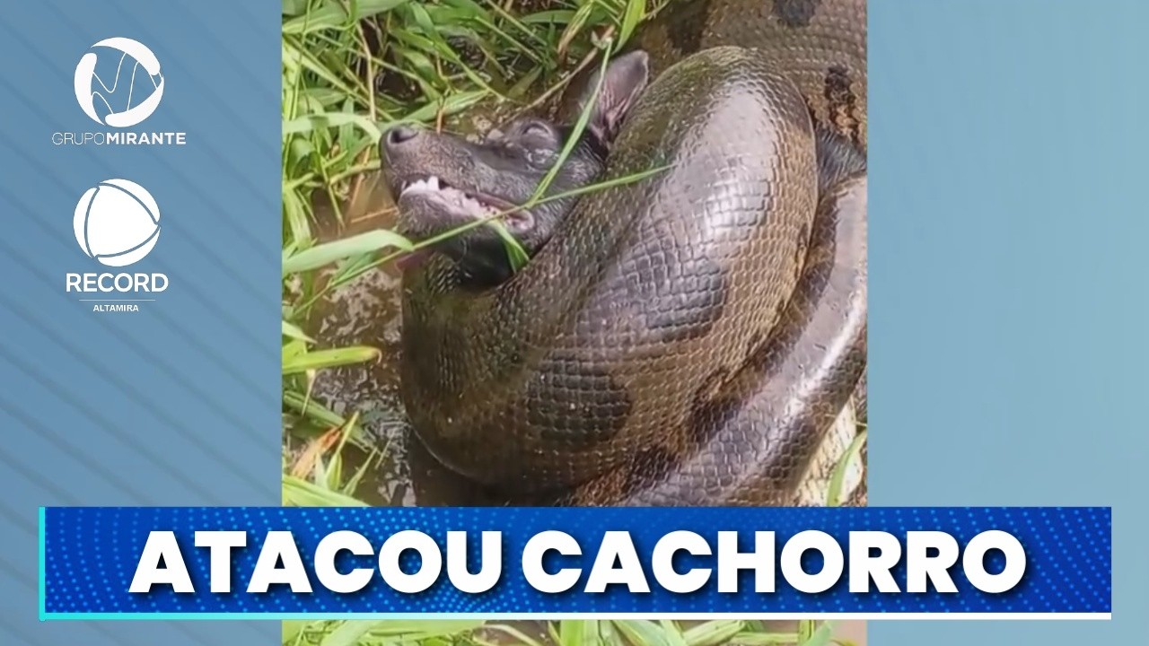SÃO FÉLIX DO XINGU: C0BRA ATACA CACH0RR0 E MORADORES REGISTRAM CENA| Record Altamira - Grupo Mirante