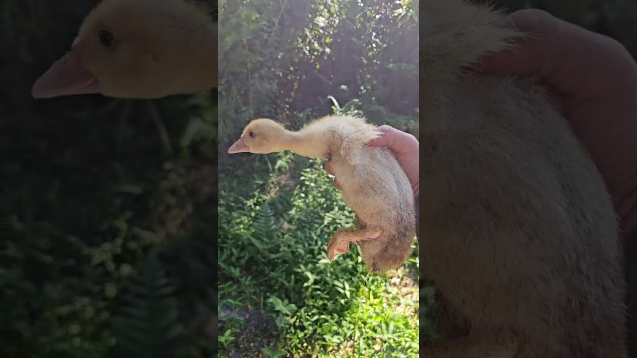 Видео о росте мускусных утят