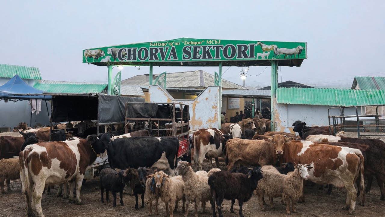 SAMARQAND KATTAQURGON MOL BOZORI NARXLARI PASTLADI 
