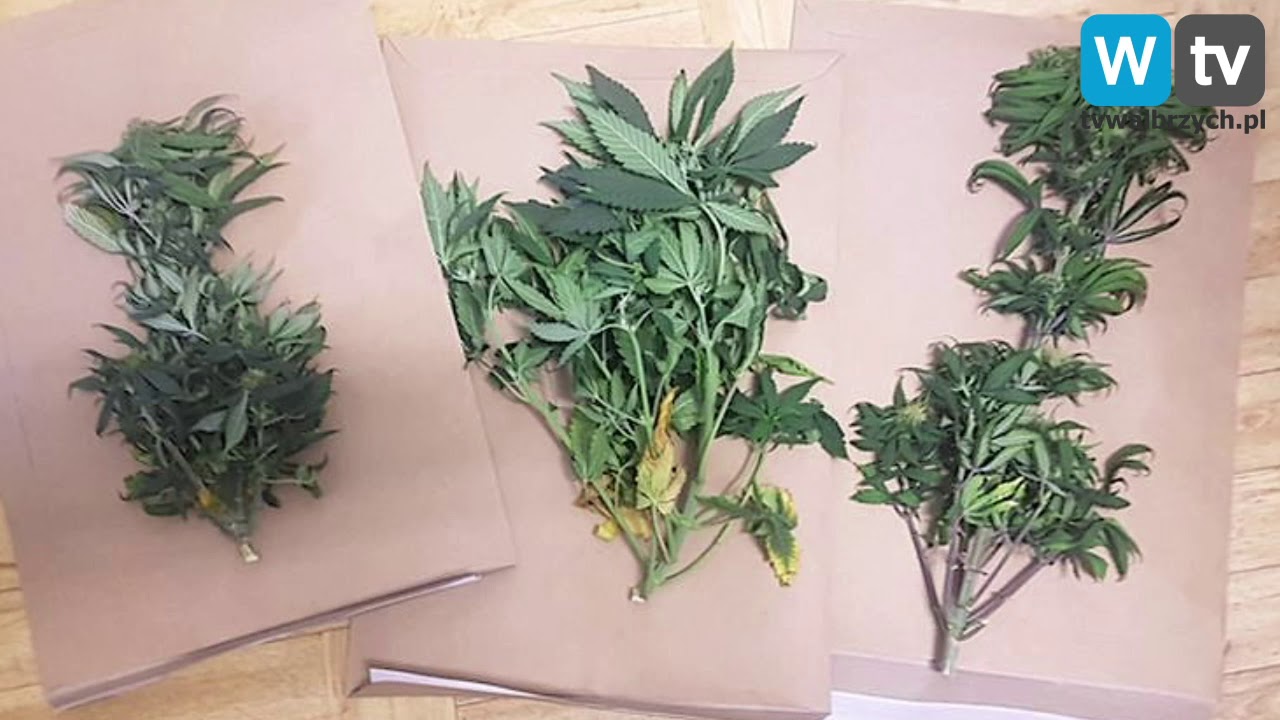 Telewizja Wałbrzych - Plantacja marihuany... w szafie
