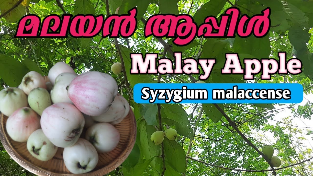 മലയൻ ആപ്പിൾ | Malay Apple | Mountain Apple | Syzygium malaccense | Jambosa malaccense |P C Joseph