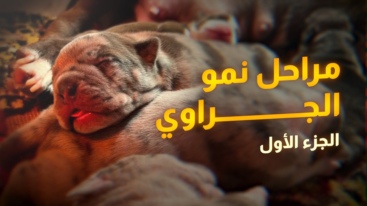 مراحل نمو الجراوى الأمريكان بولي من عمر يوم حتى عمر ١٥ يوم 💥