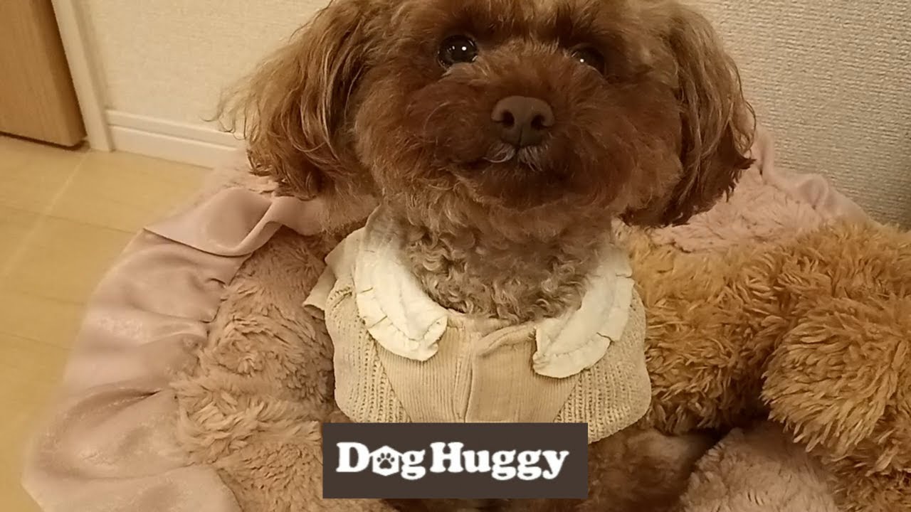 トイプードルのミミちゃん【DogHuggy お預かり動画&lrm;&acute;&bull;ﻌ&bull;`🐾】