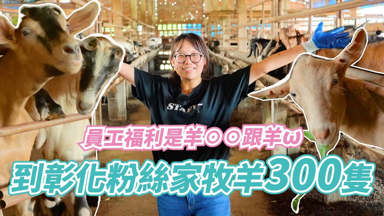 一日彰化芳苑牧羊換宿300頭！員工福利直接全羊宴連這裡都吃！隔壁鄉大城阿宏提剉冰來助陣～