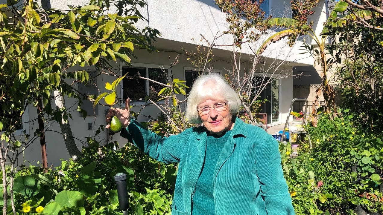 Avocado Master Julie Frink Talks About Avocado Varieties!