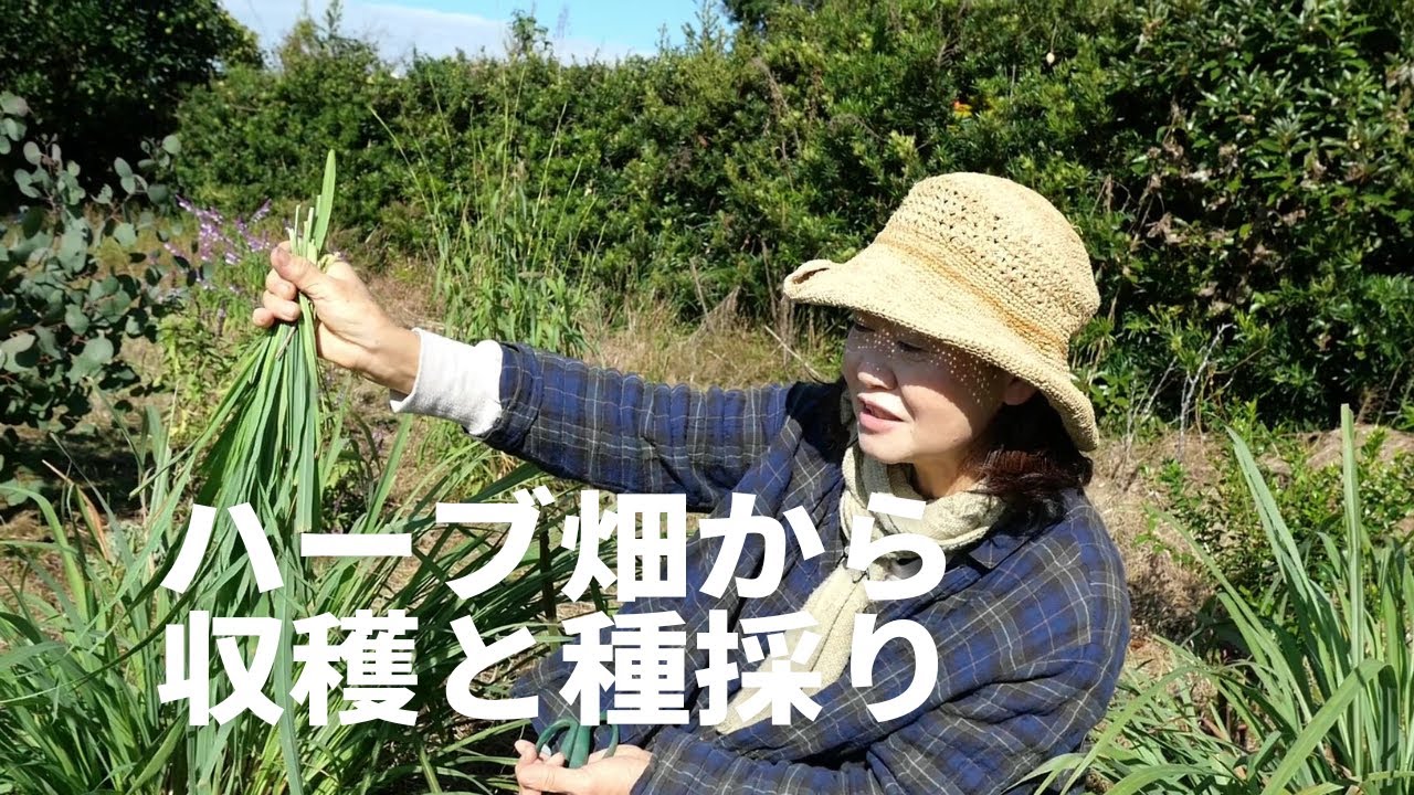 ハーブ畑から秋の収穫と種採り