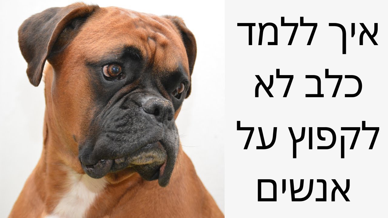 | אילוף כלבים | אילוף גורים | כלב קופץ | טל שלוש מאלף כלבים בכיר