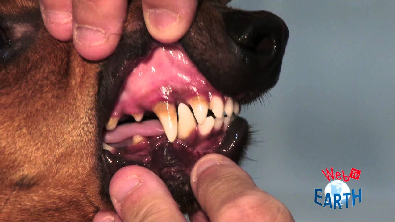 pulizia denti cane