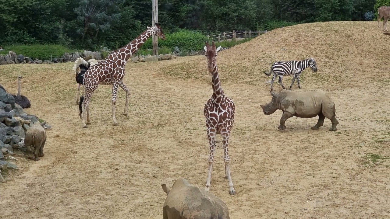 VISITING COLCHESTER ZOO!