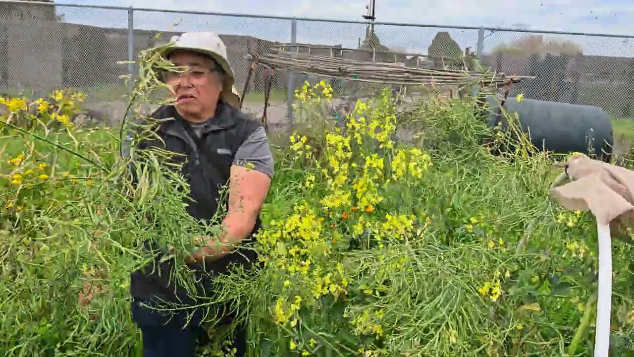 Prune Broccoli 🥦 Plant With Bienvenida Meza 