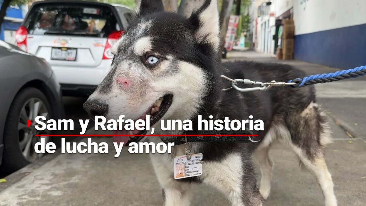 Rafael vendió hasta el auto para ayudar a este perrito de la calle: ¡Conoce la historia de Sam!