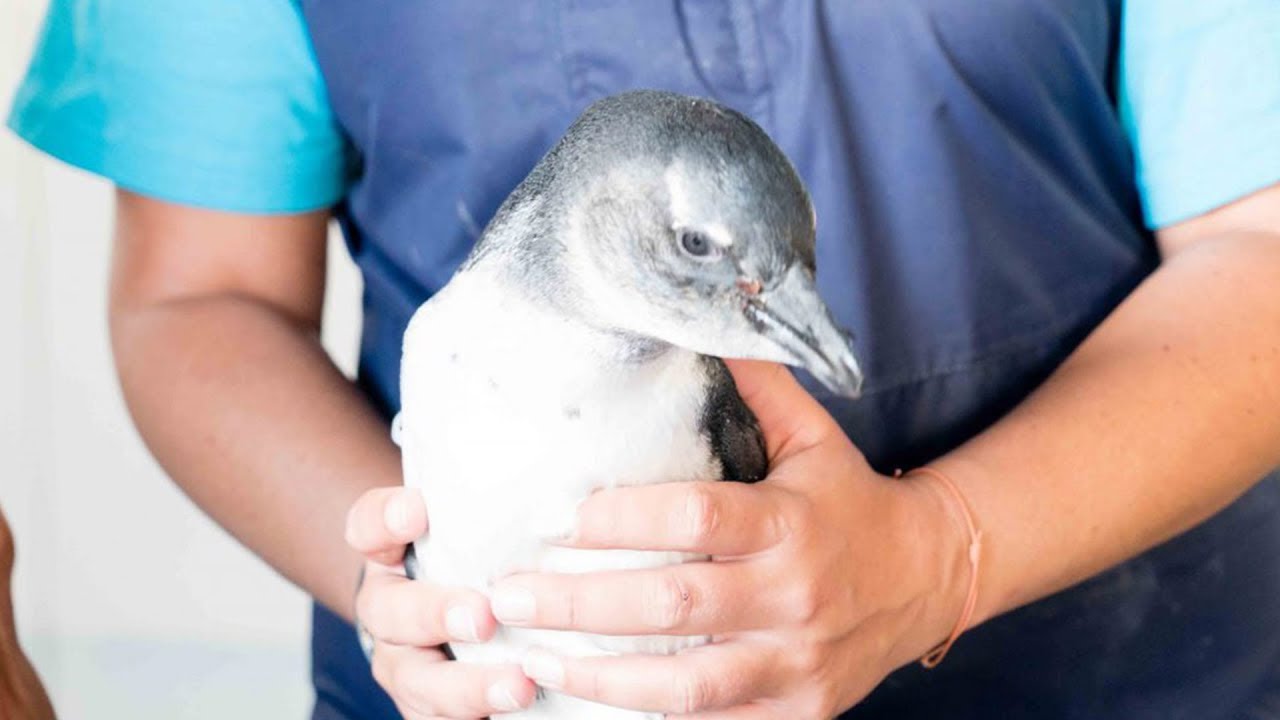 GoEco VOLUNTEER Trip Vlog - Volunteering with Penguins in South Africa