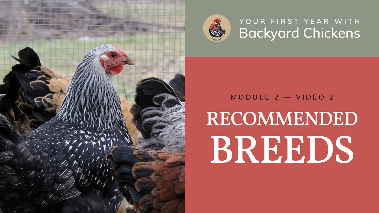 M2 V2 Choosing Chicken Breeds: Recommended Breeds