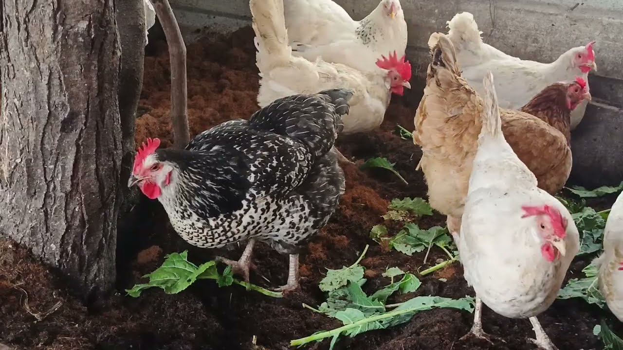 Temiz Kümes, Mutlu Tavuklar.🐔🙂