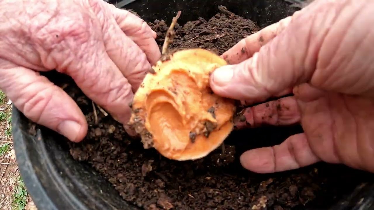 SWEET POTATO SLIP Starting Failed  - Why  - And What I Did
