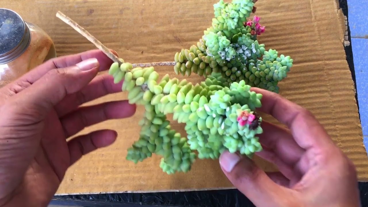PROPAGATING MY BURRO'S TAIL AFTER MANY YEARS |  SUCCULENT CARE TIPS