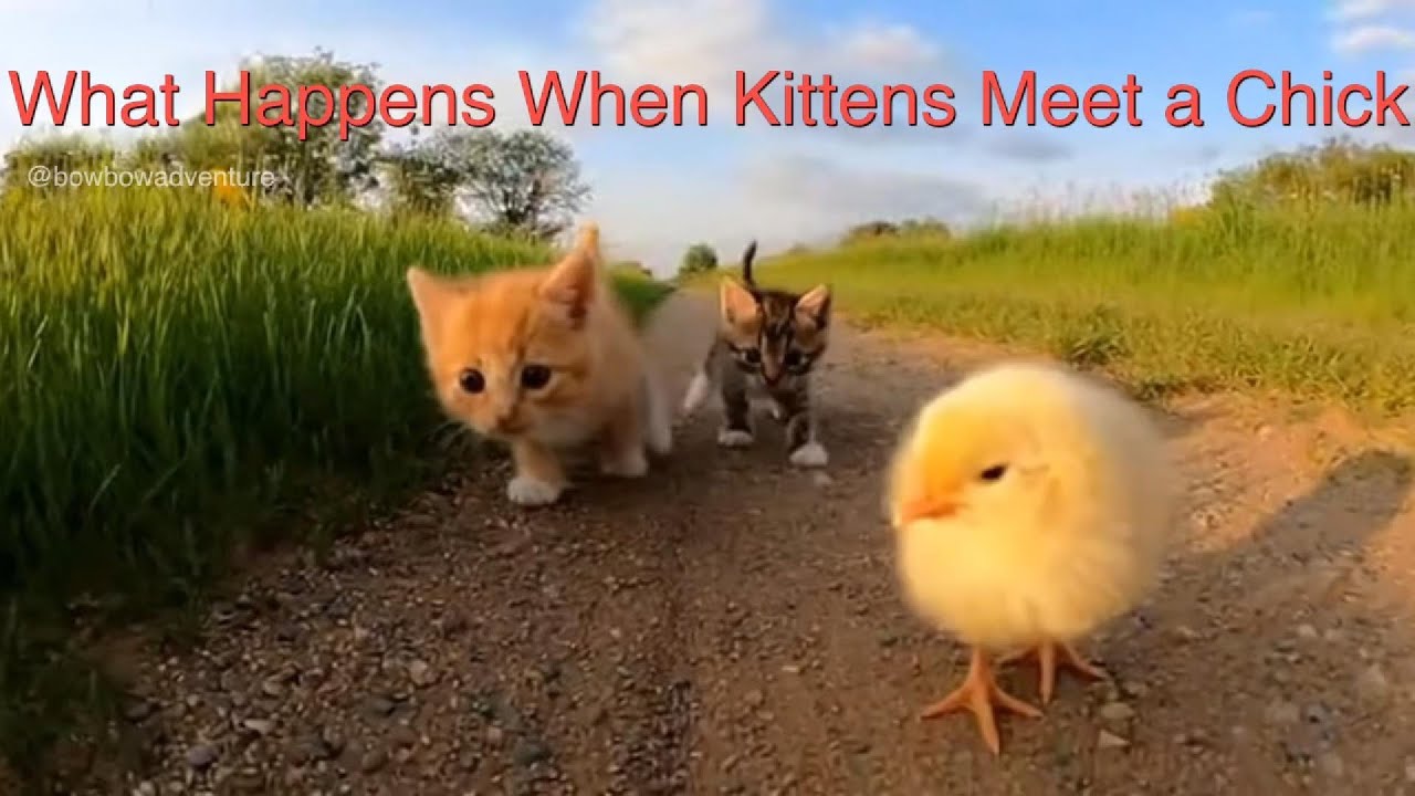 What Happens When Kittens Meet a Chick?🐱🐥🐔❓