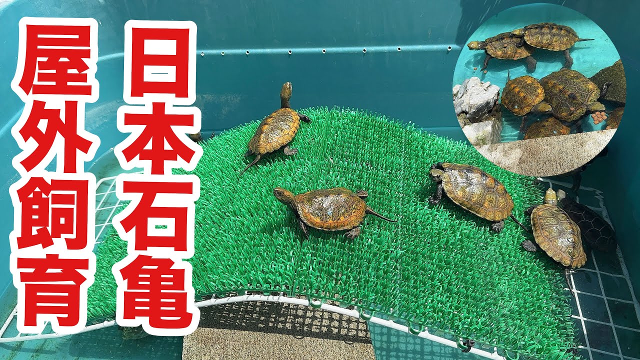 ニホンイシガメの若い個体の屋外飼育環境！