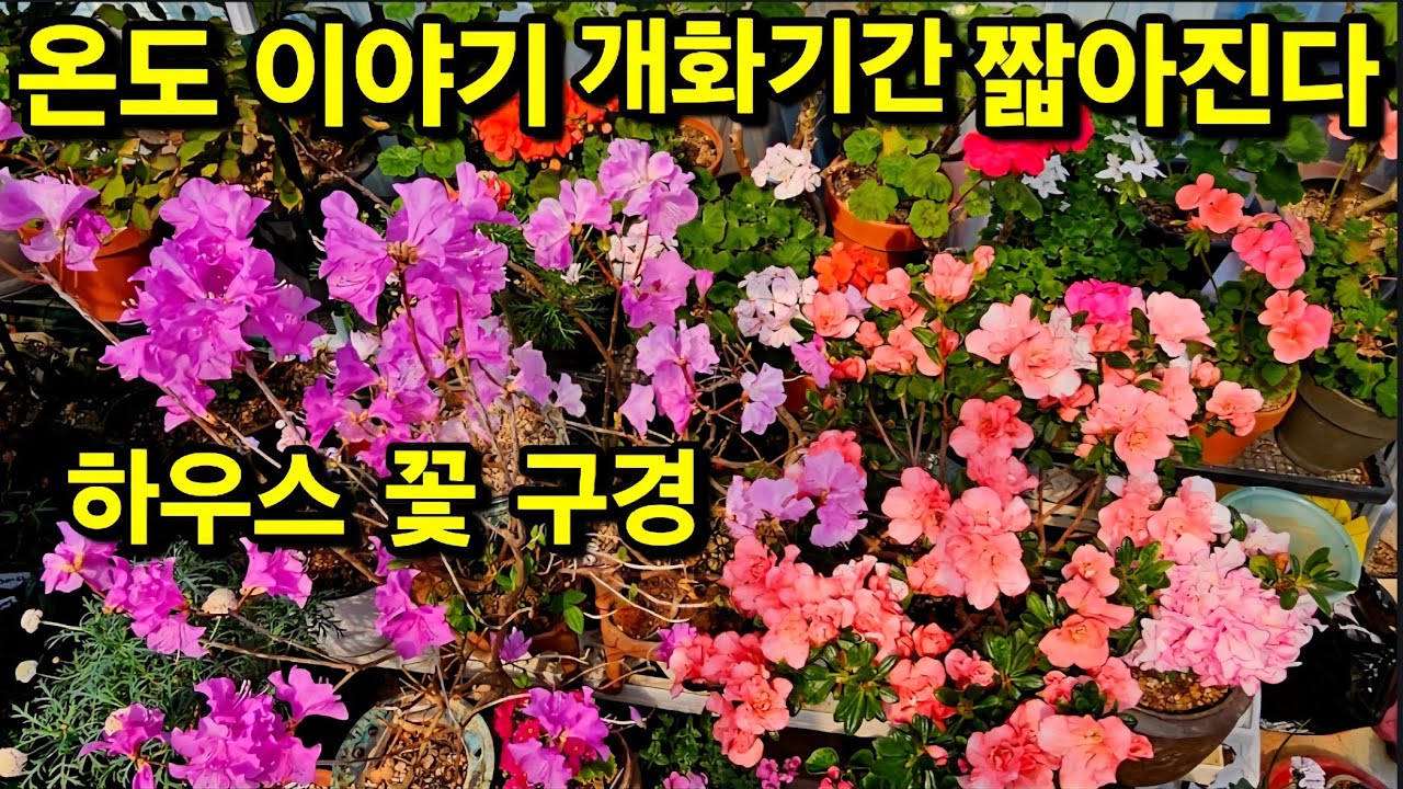 #설화 #네팔요정 #동백 #하늘바람꽃 #진달래 #싸리꽃 #하우스 온도 이야기