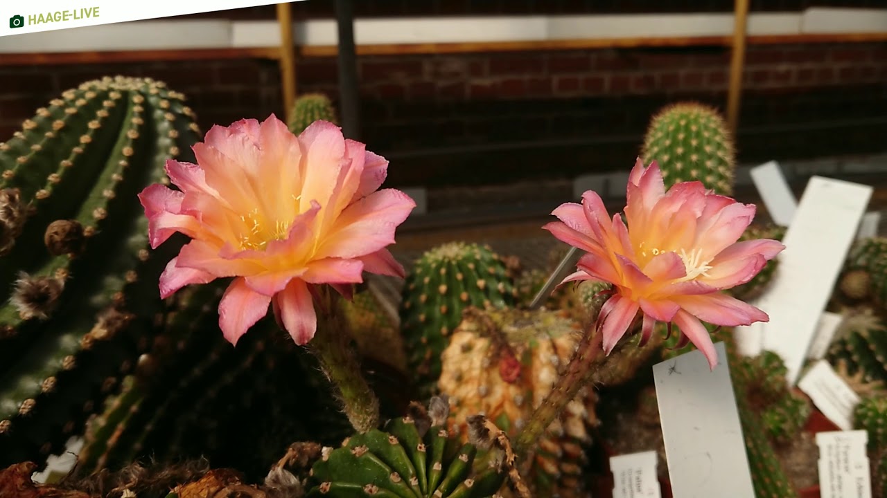 Echinopsis - Blütenfreude im Spätsommer